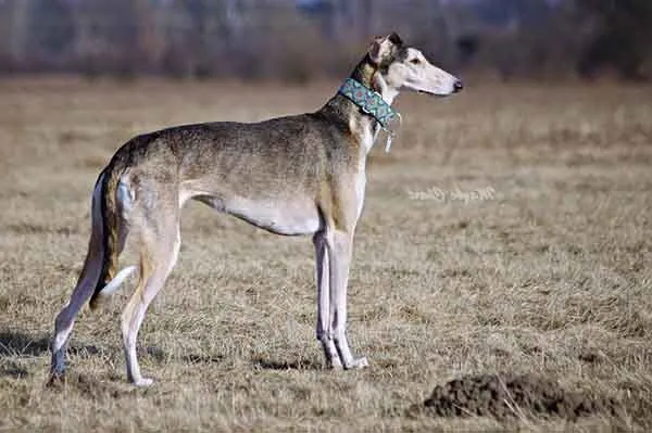Polish Greyhound